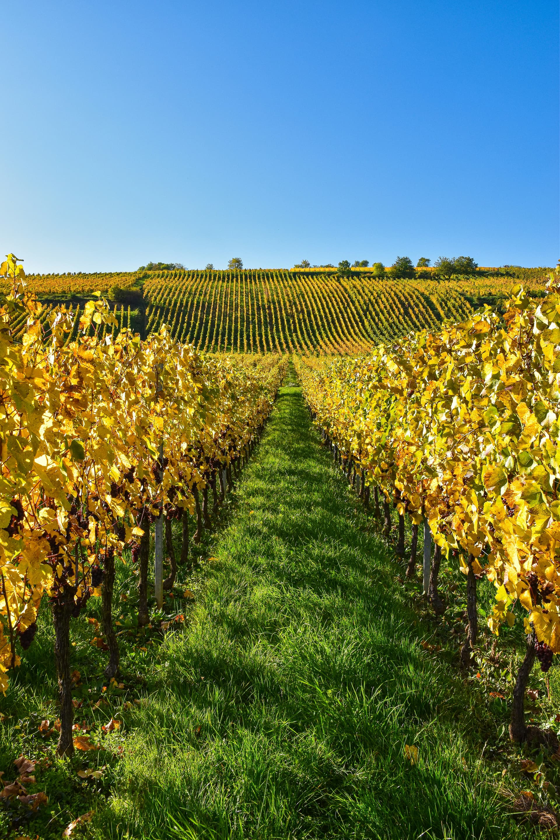 Côte de Beaune