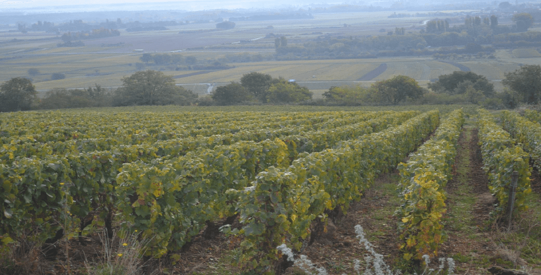 Meursault