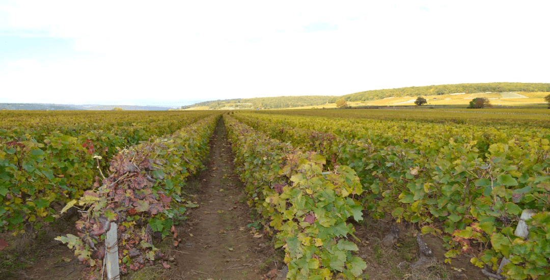 Savigny les Beaune 1er cru